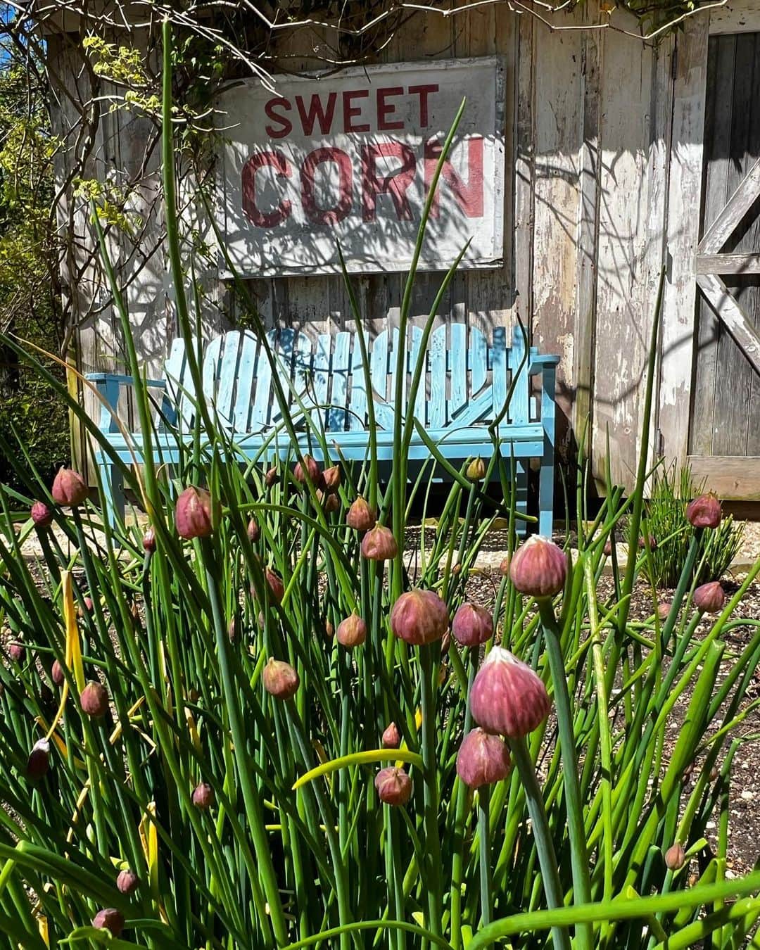 クリスティ・ブリンクリーさんのインスタグラム写真 - (クリスティ・ブリンクリーInstagram)「Things are Poppin🌱🍃🌿🌻 #towerhillfarm #organicgardening」5月9日 3時19分 - christiebrinkley