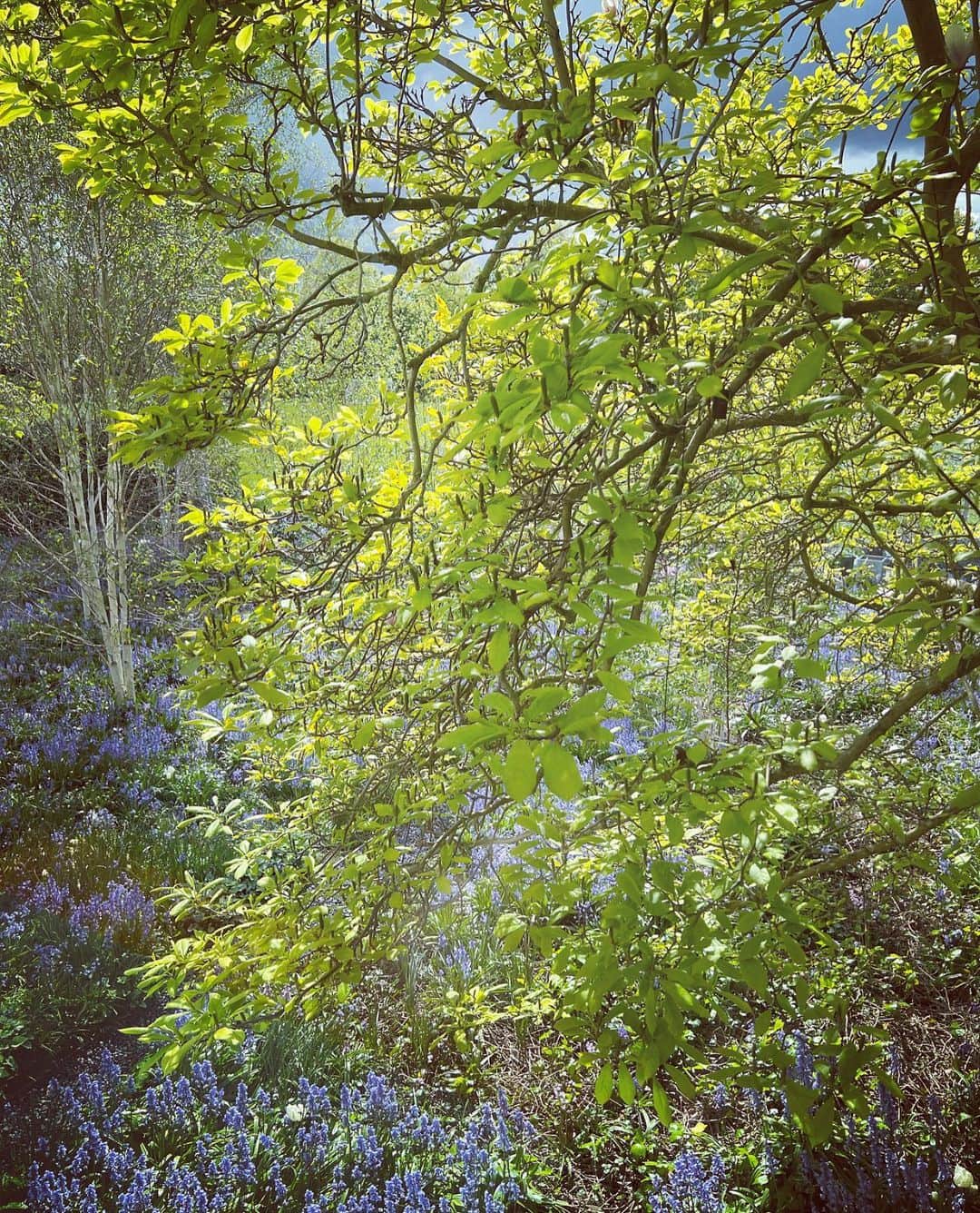 ニック・ナイトさんのインスタグラム写真 - (ニック・ナイトInstagram)「The garden in Spring .」5月9日 3時28分 - nick_knight