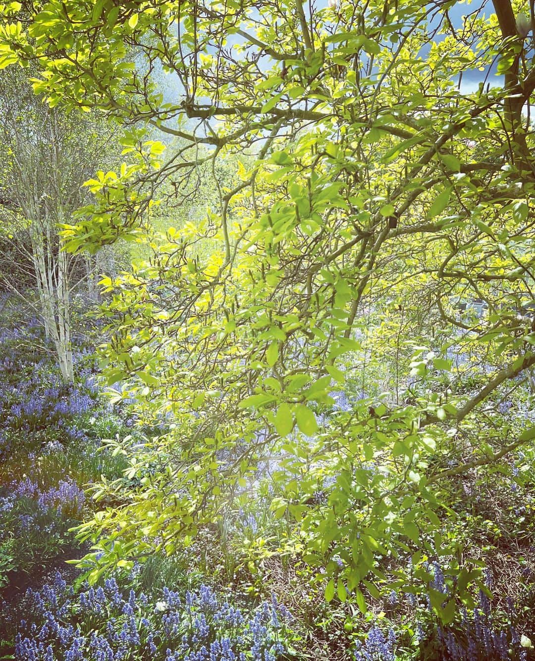 ニック・ナイトさんのインスタグラム写真 - (ニック・ナイトInstagram)「The garden in Spring .」5月9日 3時28分 - nick_knight