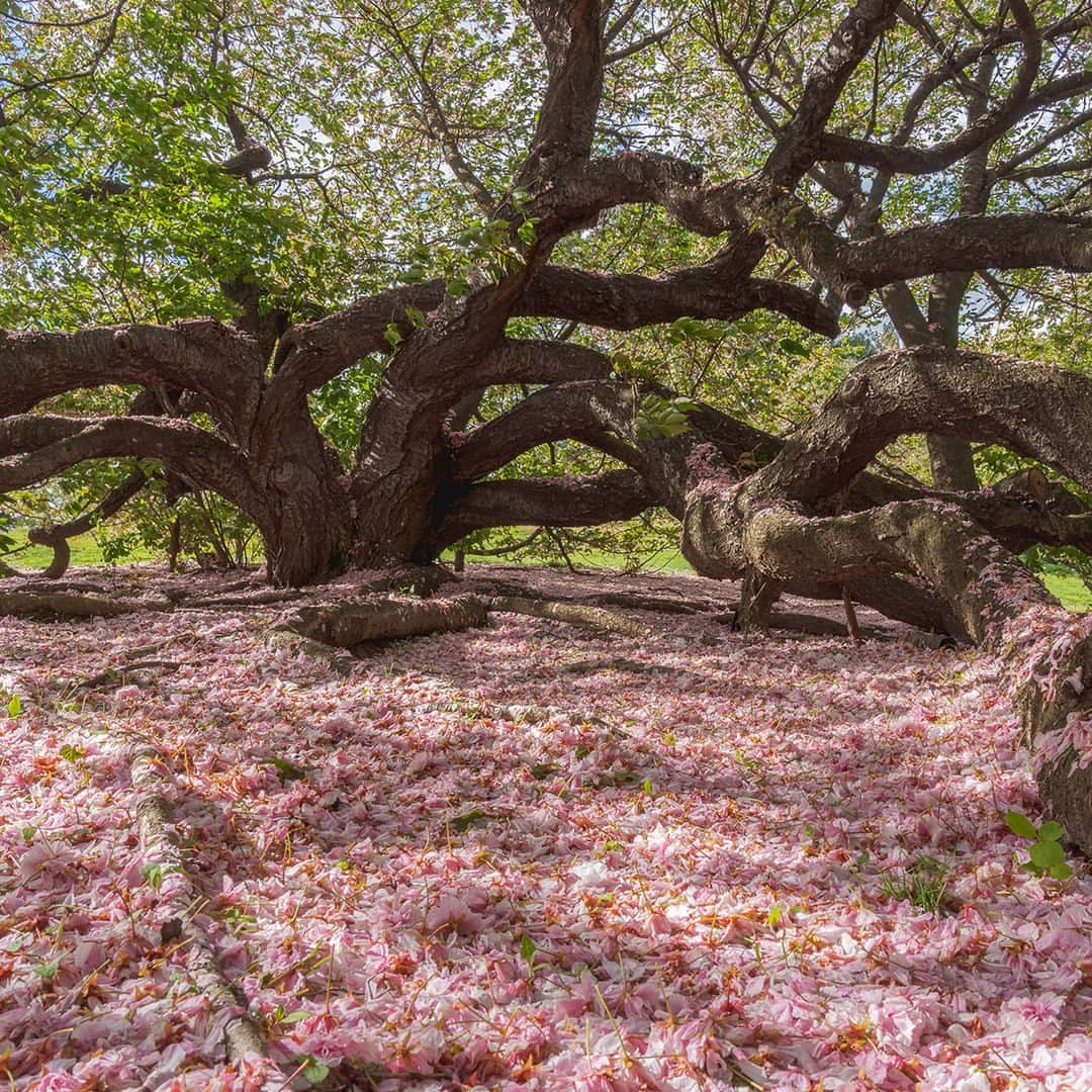 ニューヨーク植物園さんのインスタグラム写真 - (ニューヨーク植物園Instagram)「While the peak of cherry blossom season may be in our rearview mirror, the trees weren't quite done gifting us with springtime beauty. 🌸🙌  Once the green leaves have sprouted and the flowers have fallen, a carpet of soft pink petals remains to offer another of the season's fairytale scenes under the boughs.  Be sure to follow along with the rest of our blooming spring collections through the link in our bio!  #Prunus 'Fugenzo' #plantlove」5月9日 3時32分 - nybg