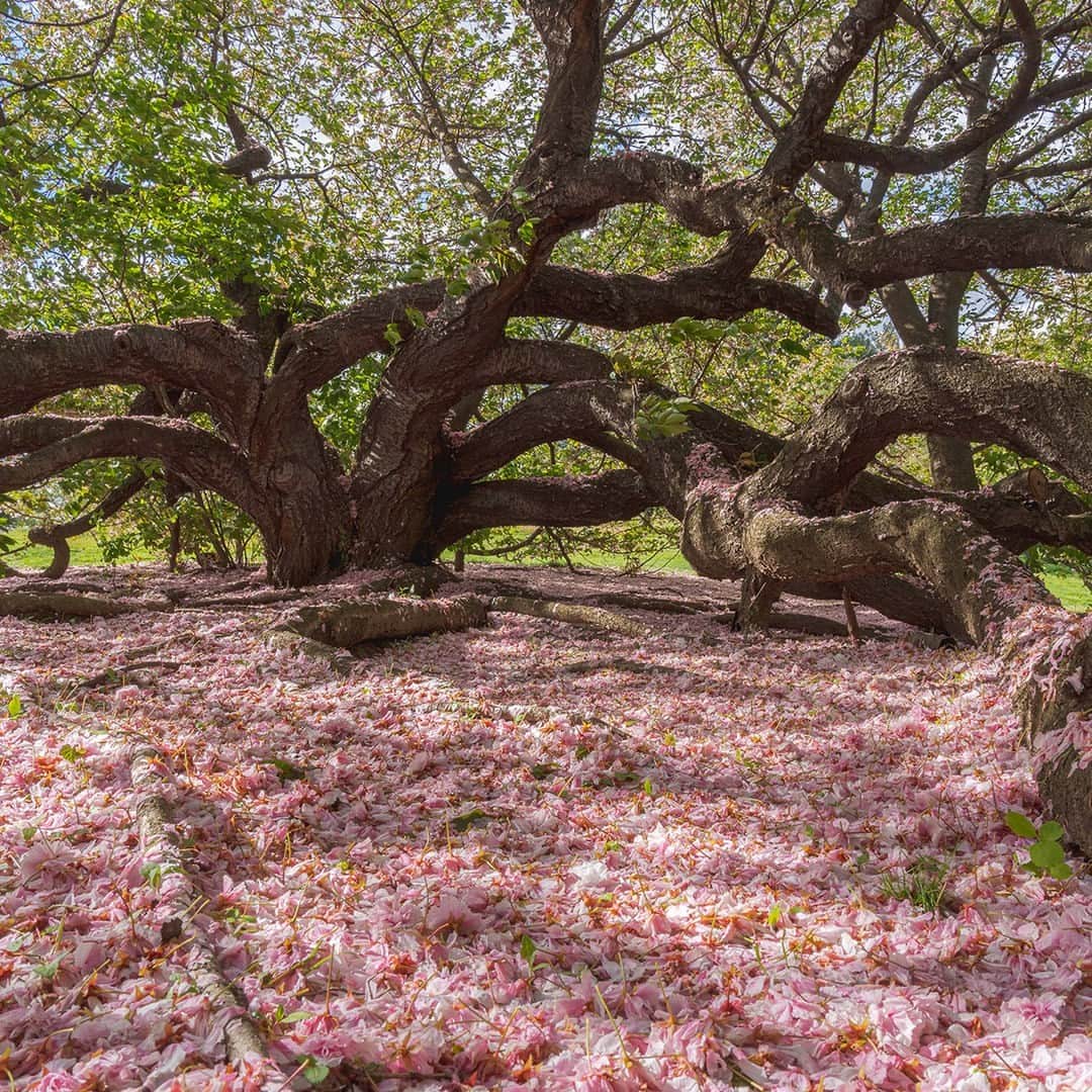 ニューヨーク植物園のインスタグラム