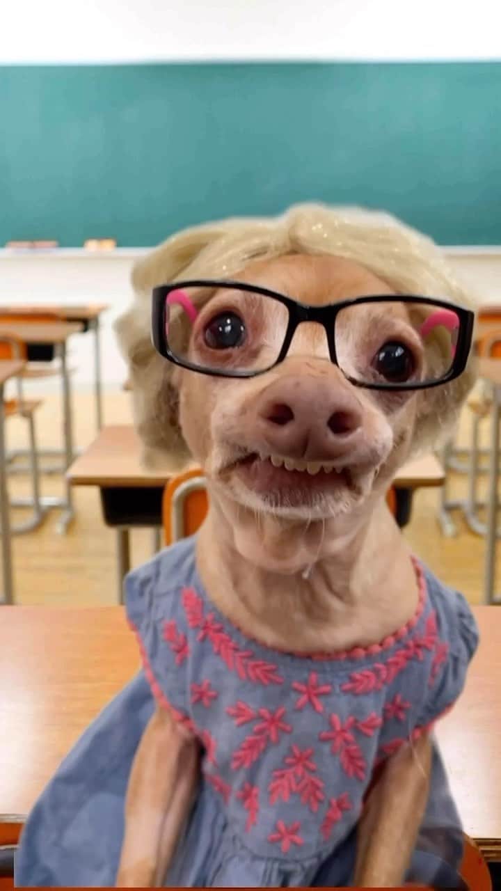 Tuna {breed:chiweenie} のインスタグラム：「What did one math book say to another math book?  I got problems. 🤪 And so does Tuna- squirrel problems. Thank goodness for Math teachers and to all of the teachers, globally, who are teaching at every level and capacity! Thank you for EVERYTHING YOU DO! Truly, without you, we would all literally know nothing and parents would go insane. Haha. #truth! Tag a teacher that you appreciate! #teacherappreciationweek」