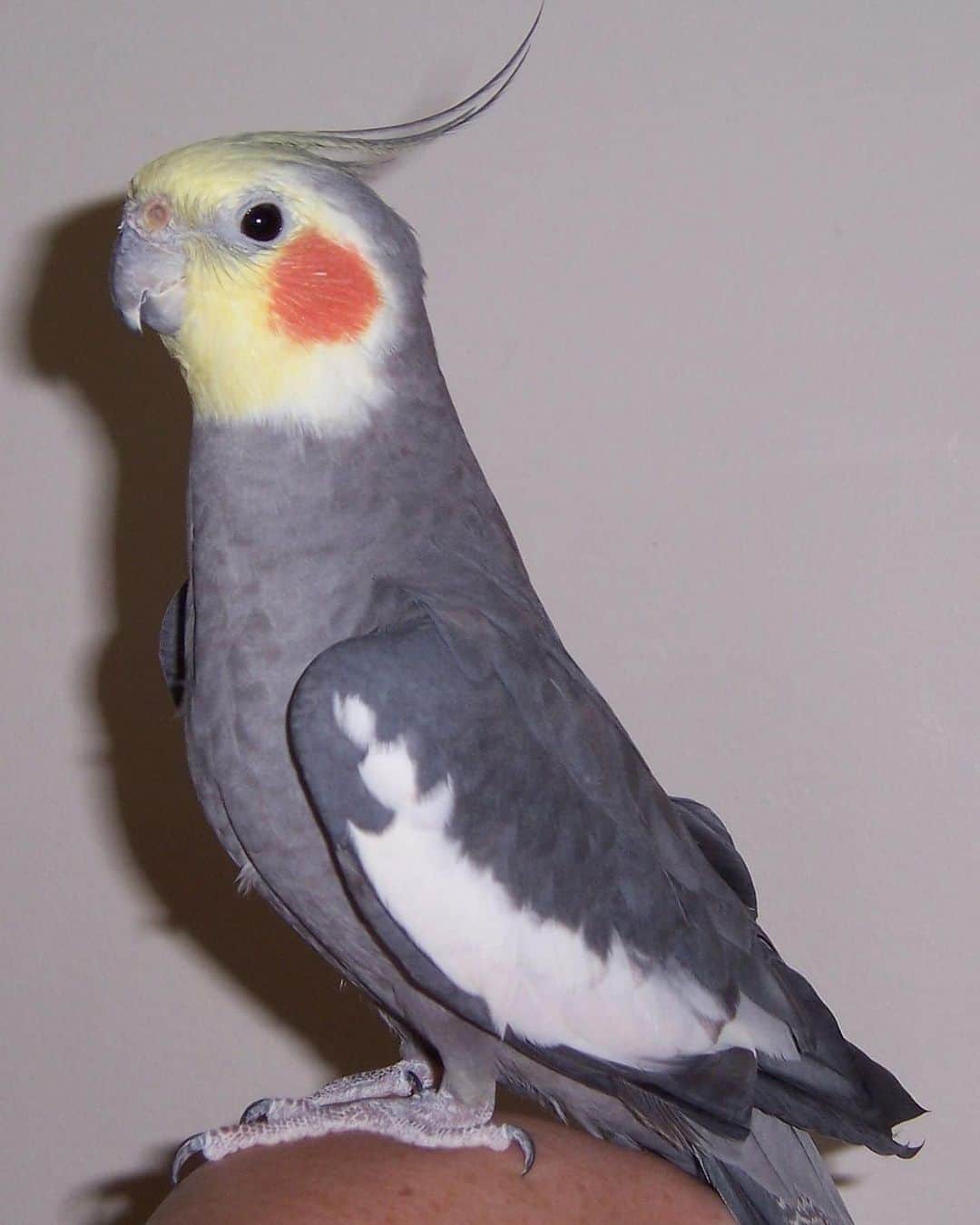 326のインスタグラム：「中学ん時下校中に肩にインコ止まってそのまま家まで連れて帰って保護してたら 張り紙で同じ様な子の写真載ってて探してるって事だったので連絡したら泣いて喜んでくれた 懐いてくれてたから別れは悲しかったけど嬉しかった それからそのインコ見るたびにピーちゃんの事を思い出す 可能性は0じゃないよ」
