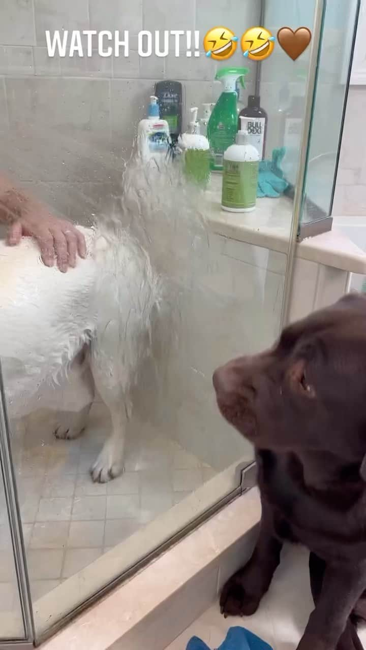 World of Labradors!のインスタグラム：「Even though he’s not getting wet, Henry is still a pro at dodging water like a champ! 😂 - @mookieandbennieandhenry」