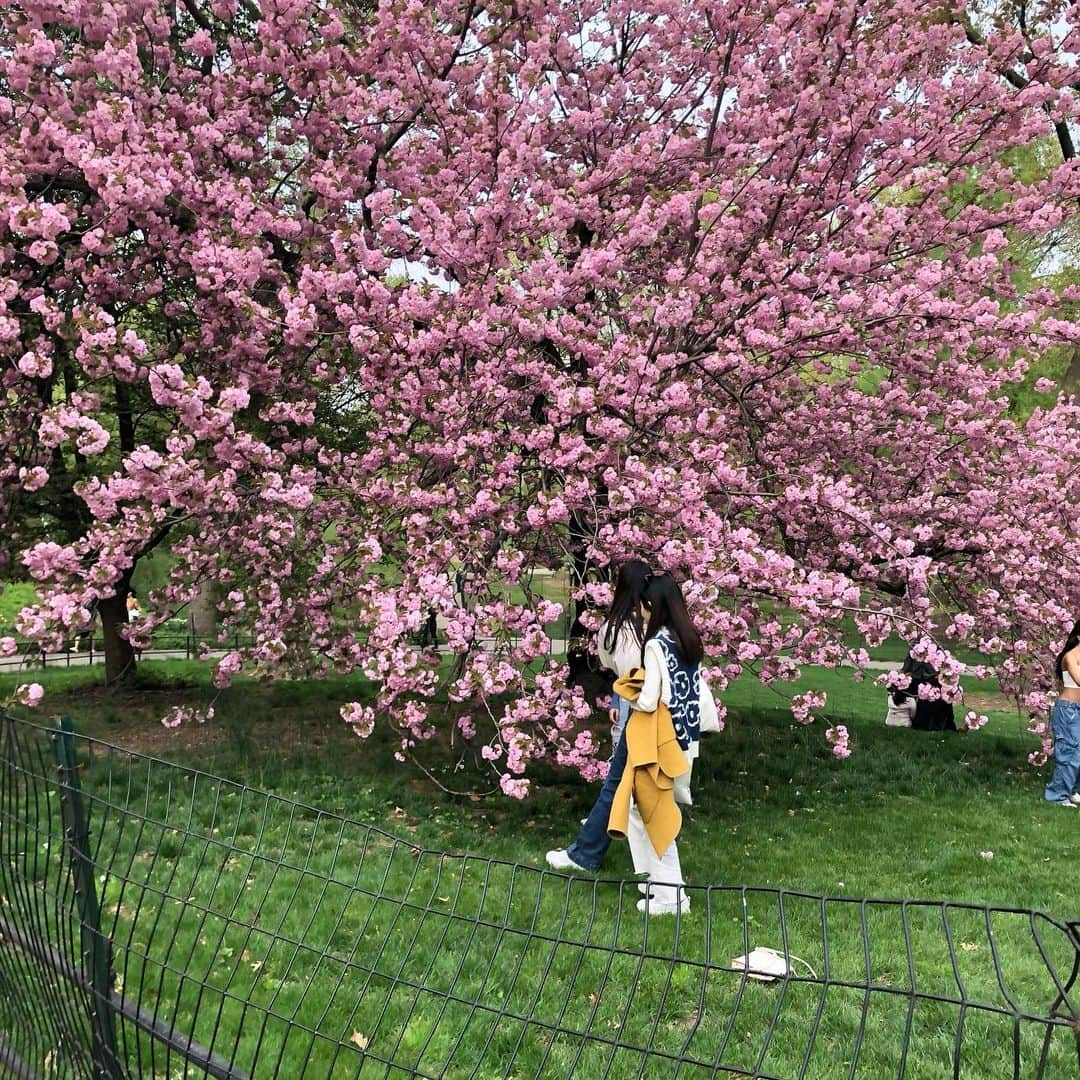 岡田育さんのインスタグラム写真 - (岡田育Instagram)「Ohanami : An annual event that modest Japanese turn into crazy Dionysian under the cherry blossoms in full bloom. No photo allowed (actually I forgot to take). #centralpark #セントラルパーク #ohanami #お花見 喋るのに夢中で全然写真撮ってなかったお花見の日。誰に会って何したとかは日記に書きました。」5月9日 6時12分 - okadaic