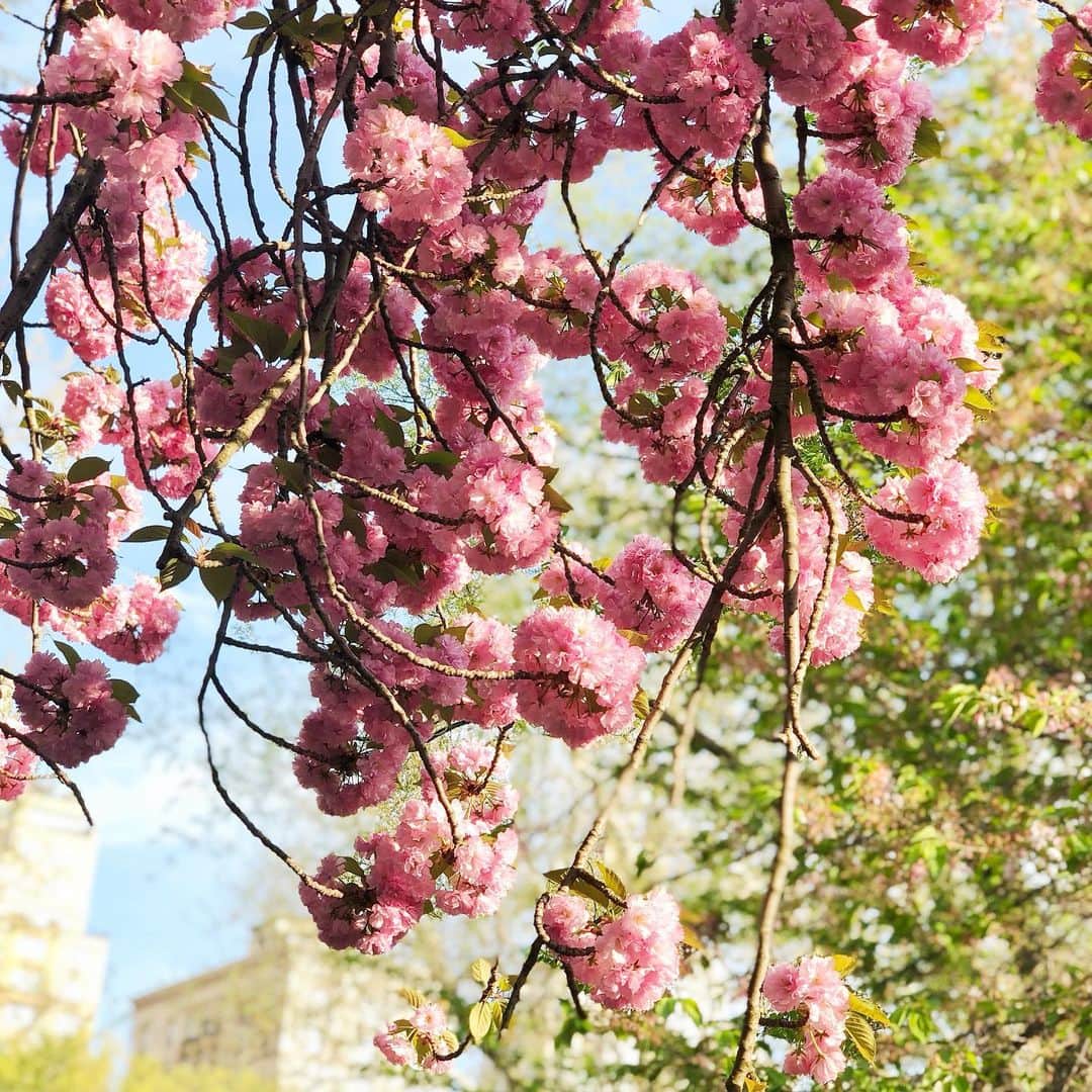岡田育さんのインスタグラム写真 - (岡田育Instagram)「Ohanami : An annual event that modest Japanese turn into crazy Dionysian under the cherry blossoms in full bloom. No photo allowed (actually I forgot to take). #centralpark #セントラルパーク #ohanami #お花見 喋るのに夢中で全然写真撮ってなかったお花見の日。誰に会って何したとかは日記に書きました。」5月9日 6時12分 - okadaic