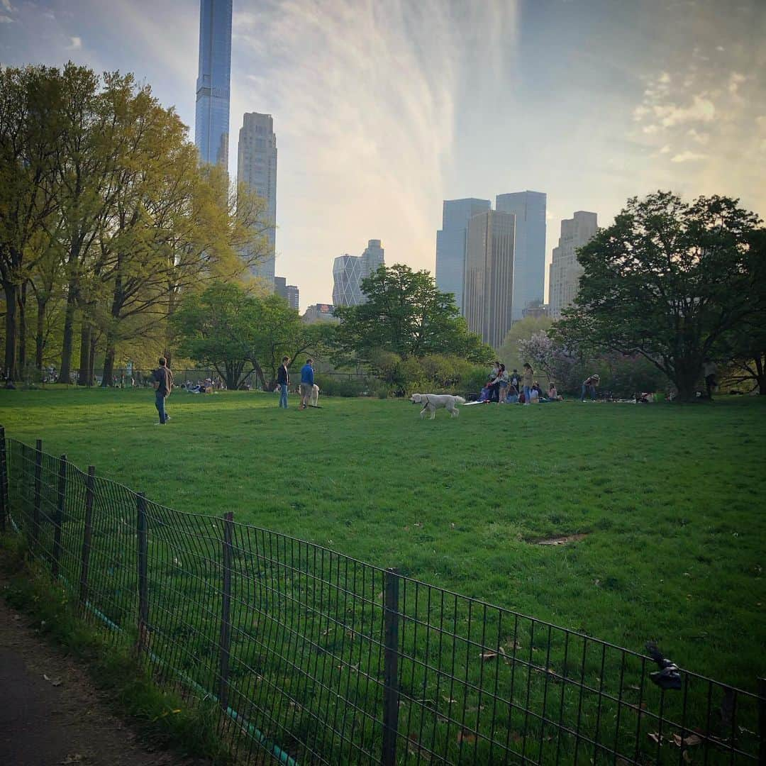 岡田育さんのインスタグラム写真 - (岡田育Instagram)「Ohanami : An annual event that modest Japanese turn into crazy Dionysian under the cherry blossoms in full bloom. No photo allowed (actually I forgot to take). #centralpark #セントラルパーク #ohanami #お花見 喋るのに夢中で全然写真撮ってなかったお花見の日。誰に会って何したとかは日記に書きました。」5月9日 6時12分 - okadaic