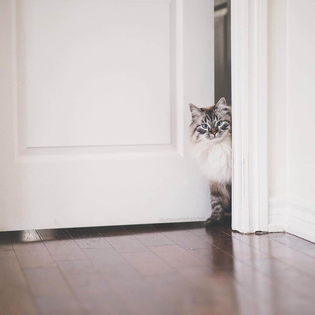 Holly Sissonのインスタグラム：「I see you Monday, and I’m not sure I like you… 😹😹😹 (📷: @hollysisson)  ~ #cat #Siberiancat #CanadasNextTopCat」