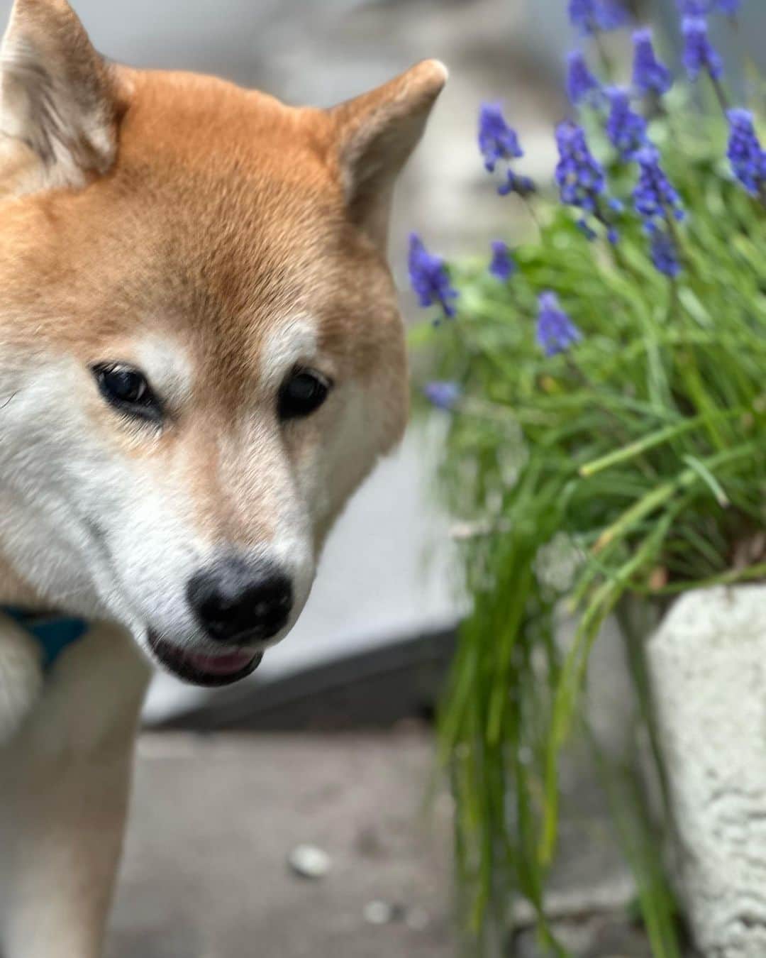 まる（まるたろう）のインスタグラム：「このお花はムスカリって言うんだよ #ブドウ🍇みたいだね #世の中には色んなお花があるんだよね #もっといっぱい観たいな #まるお花博士になりたいの」