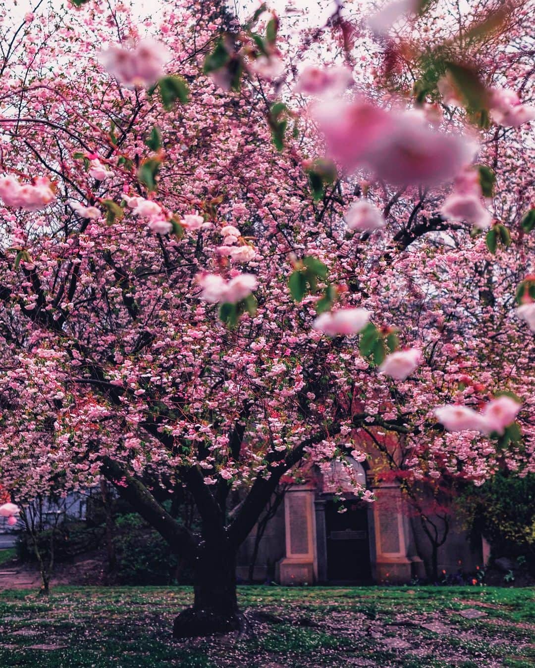 kaelのインスタグラム：「April hath put a spirit of youth in everything.  — William Shakespeare」