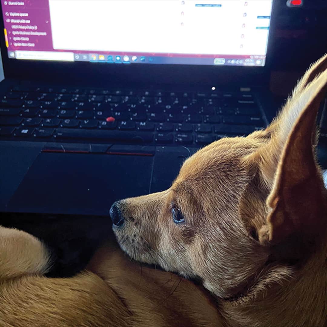Lenovoさんのインスタグラム写真 - (LenovoInstagram)「The optimal spacing between a person and their laptop is one chihuahua. 📸: @jumpinjaxthewonderpup」4月24日 22時00分 - lenovo