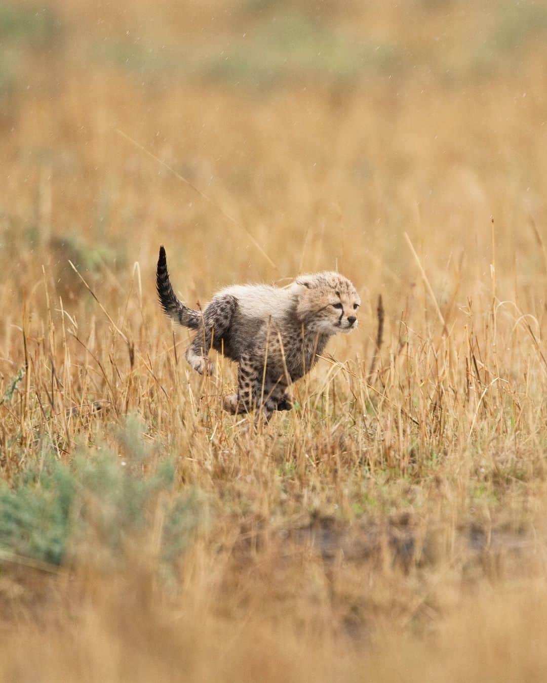 Discoveryさんのインスタグラム写真 - (DiscoveryInstagram)「Spring is for #NewBeginnings🌱  Baby cheetah cubs love to crawl, walk, run, play and explore. Around six months, they begin to develop stronger eyesight and begin running at faster speeds.」4月24日 22時00分 - discovery