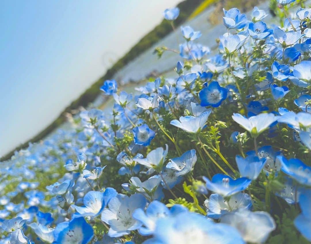 岩佐美咲のインスタグラム：「ひたち海浜公園のネモフィラ畑💐　　　　　　　　　　　　　　　 マイブーム花なので、ついにお花畑へ行ってしまいました。　　　　　　　　 お花畑、最高！！！　　　　　　　　　 富良野のラベンダー畑もいつか行きたいし、ひまわり畑とか藤の花とかも観に行ってみたいなー！！　　　　　　　　　　　　　　　 千葉出身なもので、花畑は京成バラ園以来でした。　　　　　　　　　 　　　　　　　　　　　　　　　　　　 #ネモフィラ #ひたち海浜公園 #国営ひたち海浜公園 #公園 #茨城 #花 #花畑 #お花 #お花畑 #マイブーム #写真 #動画 #flower #flowers #photo」