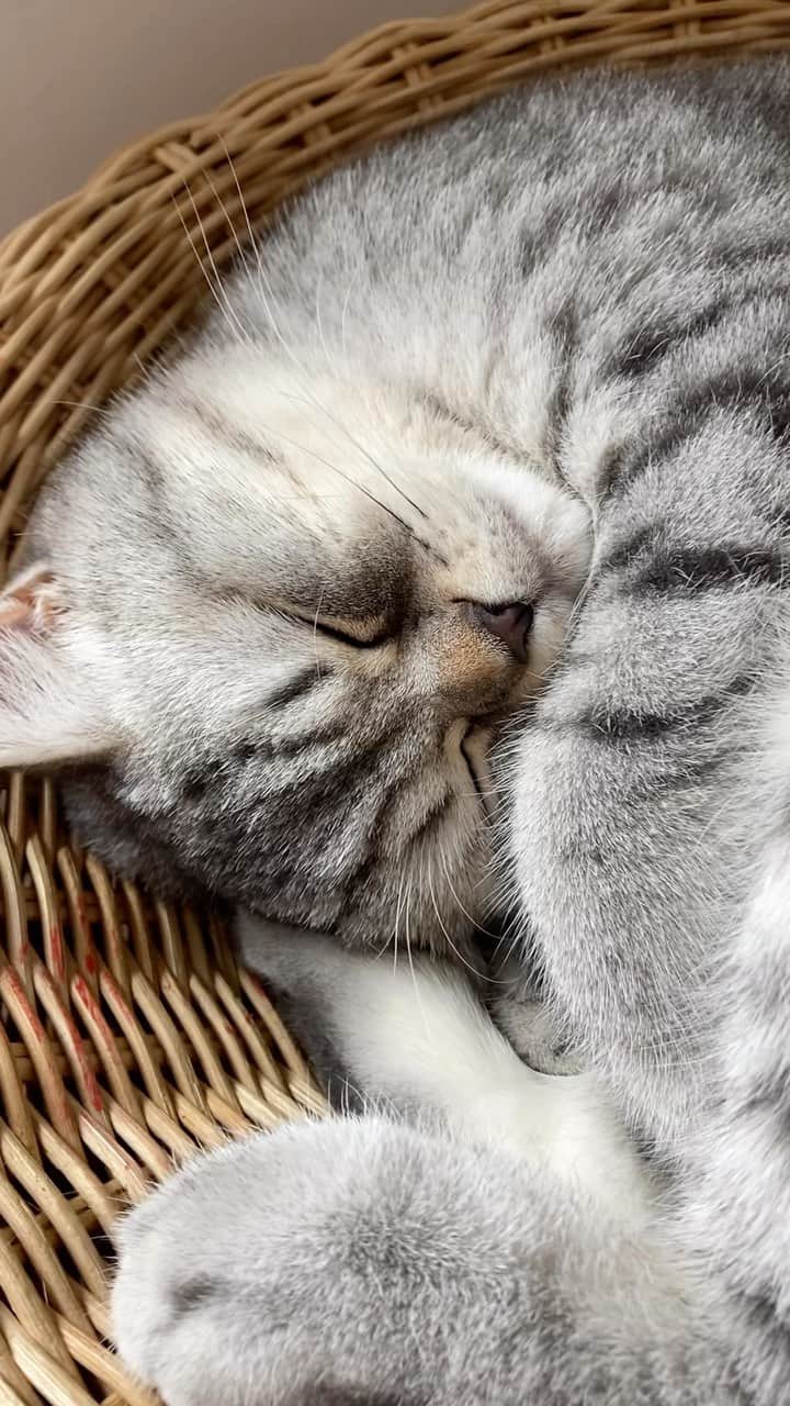 catinberlinのインスタグラム：「Mastered the art of napping. 😴✌🏻 catinberlin.com   #cat #catinstagram #catinberlin #cats #katze #pets #petsofinstagram #lazy #monday #mindaymood #animals #cute #adorable #weeklyfluff #napping #reel #reels #reelsinstagram #reelsvideo」
