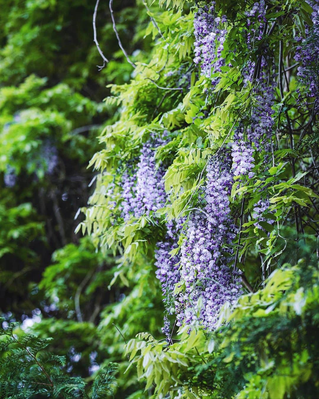 増田由希子のインスタグラム：「In full bloom💜 #wisteria #wisteriaflower  里山に咲く藤の花が綺麗だったので #藤の花  < 母の日ギフト・スワッグ販売のお知らせ > 4月27日(木)〜 山梨 Kanonさんオンラインショップにて、初夏の花のスワッグを予約販売いたします。」