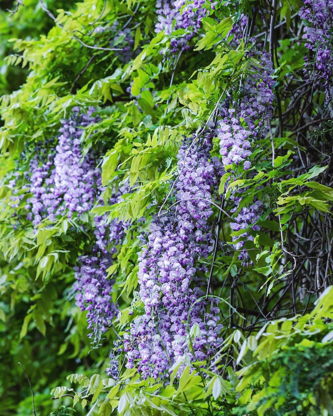 増田由希子さんのインスタグラム写真 - (増田由希子Instagram)「In full bloom💜 #wisteria #wisteriaflower  里山に咲く藤の花が綺麗だったので #藤の花  < 母の日ギフト・スワッグ販売のお知らせ > 4月27日(木)〜 山梨 Kanonさんオンラインショップにて、初夏の花のスワッグを予約販売いたします。」4月24日 22時34分 - nonihana_