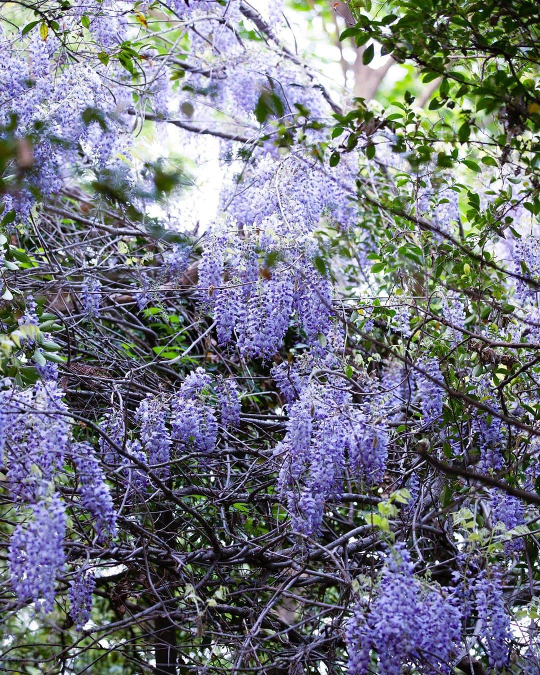 増田由希子さんのインスタグラム写真 - (増田由希子Instagram)「In full bloom💜 #wisteria #wisteriaflower  里山に咲く藤の花が綺麗だったので #藤の花  < 母の日ギフト・スワッグ販売のお知らせ > 4月27日(木)〜 山梨 Kanonさんオンラインショップにて、初夏の花のスワッグを予約販売いたします。」4月24日 22時34分 - nonihana_