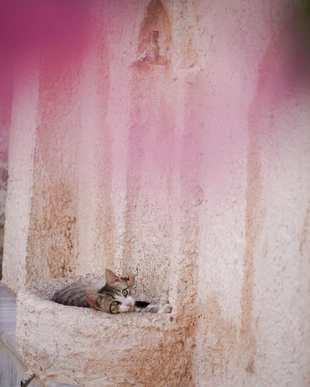 ねこさんのインスタグラム写真 - (ねこInstagram)「好評発売中の #雑誌ねこ124号 では エーゲ海東部に位置するヒオス島🇬🇷で出会ったねこ🐈 の様子をお送りしています。  海外で暮らすねこちゃんをお楽しみください。 📍ドイツ🇩🇪 📍ギリシャ🇬🇷 📍クロアチア🇭🇷  #雑誌ねこ #ねこ #猫 #ねこのいる生活 #ねこすきさんと繋がりたい #ねこすたぐらむ #猫写真 #neko_magazine #cat #cats #catlover #catlife #catstagram #kat #katze #gato #kedi #ギリシャ #ヒオス島 #chios #chiosisland #greece」4月24日 22時45分 - neko_magazine
