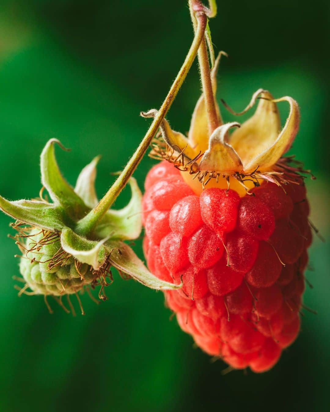 Fujifilm UKのインスタグラム：「Up close and personal with nature 🔎  @ania_elias beautifully captures these macro images with the X-H2 📸  What is your go-to FUJIFILM camera and lens for macro photography? 👀  #FUJIFILMXH2 XF80mmF2.8 R LM OIS WR Macro  1️⃣: f/9, ISO 125, 1/10 sec. 2️⃣: f/7.1, ISO 250, 1/250 sec.」