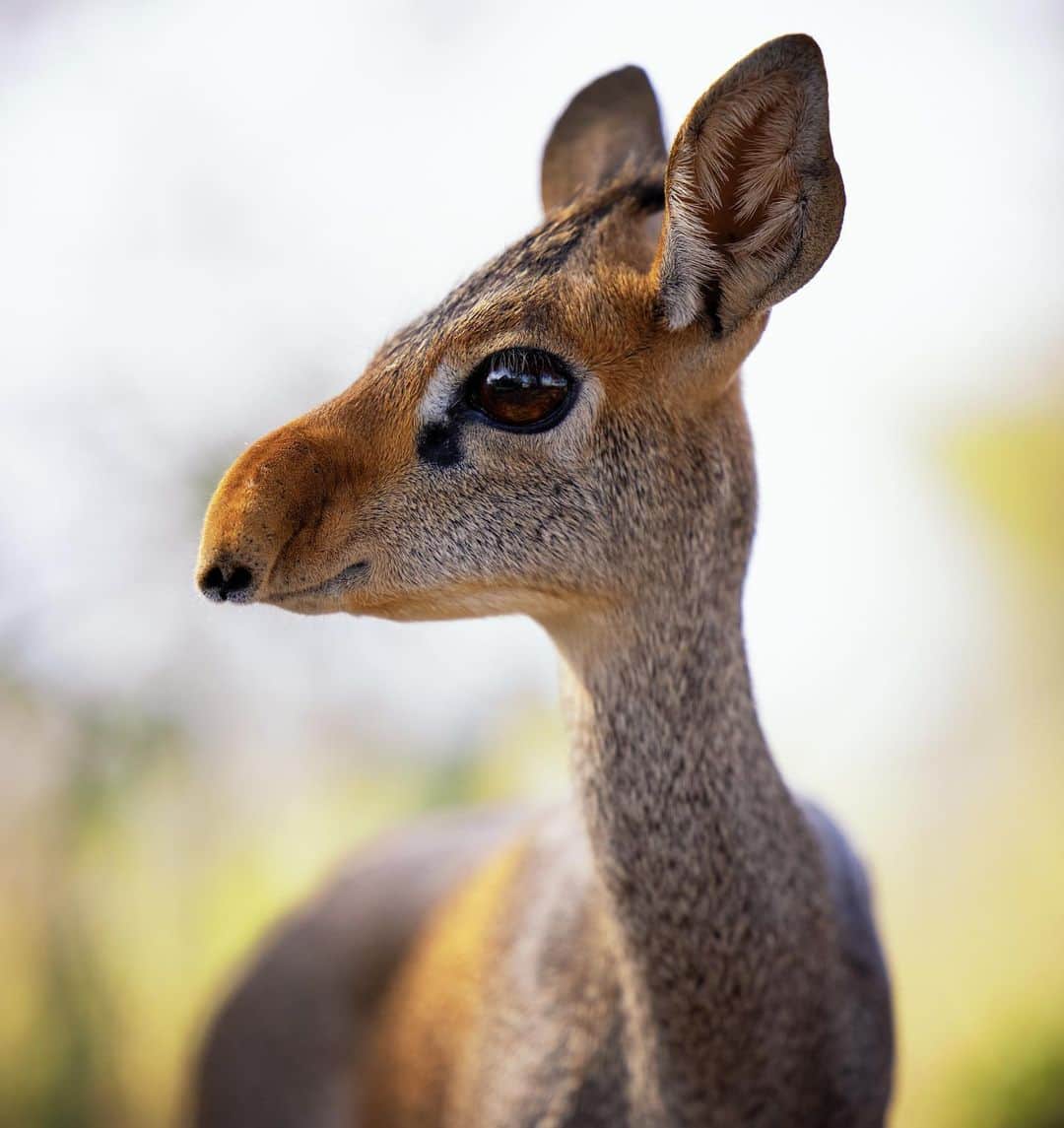 Keith Ladzinskiのインスタグラム：「At a mere 15 inches at the shoulder, dik-diks are a small species of antelope that sit precariously on the food chain. From large birds of prey, crocs to large and small land predators, these little antelope need to be on the constant look out. Photographed in the Samburu National Reserve, Kenya. @canonusa  - - #SamburuNationalReserve #dikDik #kenya #antelope」