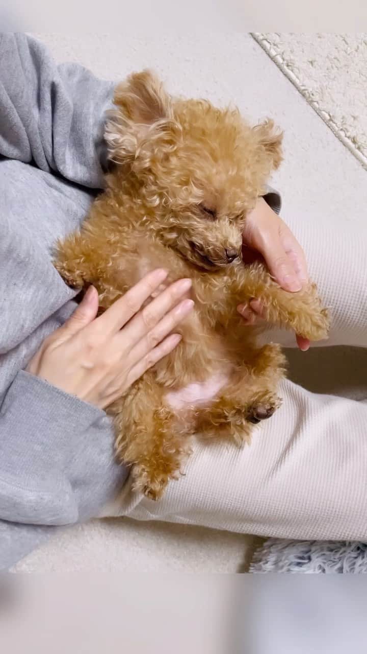ふわのインスタグラム：「お昼寝ちう。  #toypoodle#toypoodlegram#dogsofinstagram#instadog#doglover#doglife#cutedog#dog#fuwamama#ふわ#ふわもこのふわ#トイプードル#ふわもこ部#犬バカ部#親バカ部#犬のいる暮らし#いぬすたぐらむ#お昼寝#最強寝顔」
