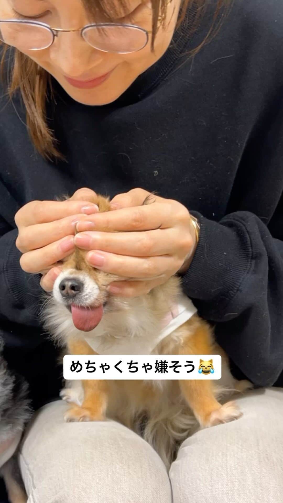 MIHOのインスタグラム：「やってみたかったやつ😹  なにげ振り付けコンプリート  #jisoo  #flower #blackpink #chifuafua #ちびギャルとルビィ」