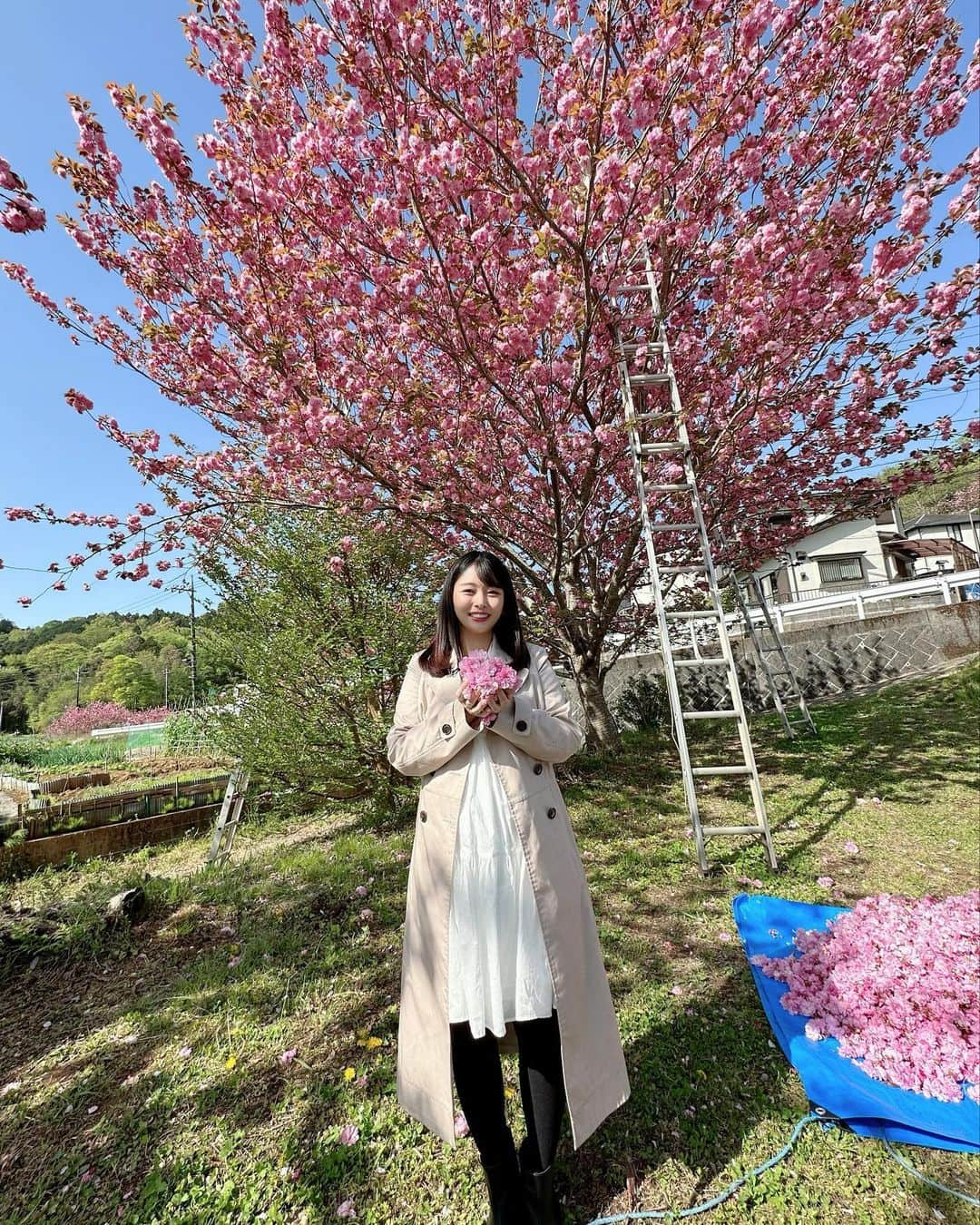 角田奈緒子のインスタグラム：「🌸 SUNトピの取材で 食用八重桜の摘み取りをしている 神奈川県秦野市にいってきました！  濃いピンク色でふわっふわな八重桜 とても綺麗でした🌸 観てよし、食べてよしなんて最高ですね✨  #八重桜 #食用花 #食用桜  #日曜nスタ #sunトピ」