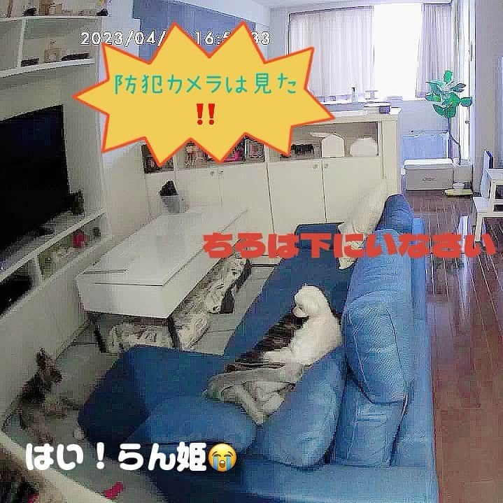 富士川碧砂さんのインスタグラム写真 - (富士川碧砂Instagram)「見守りカメラ  ちろちゃん、らんちゃんの様子を、 見ていたら…  衝撃のシーンが‼️‼️  お兄ちゃんなのに、 妹のらんちゃんに 完全に負けてる ちろちゃん…。  にらまれて、 ちっちゃくなってました。  なんとかなんないかな…😓  —————- YouTubeでは仲良くアシスタント犬してます！プロフィールから入れます！見てね💕  #youtubeチャンネル  #占い師ミサの当たり過ぎ開運占い #アシスタント犬ちろ #アシスタント犬らん   #ちろちゃん #ヨークシャーテリア #らんちゃん #マルチーズ #多頭飼い #妹の方が強い #富士川碧砂 #占い師 #わんこのいる生活 #犬のいる暮らし #見守りカメラ #見守りカメラは見た」4月24日 14時40分 - fujikawamisa