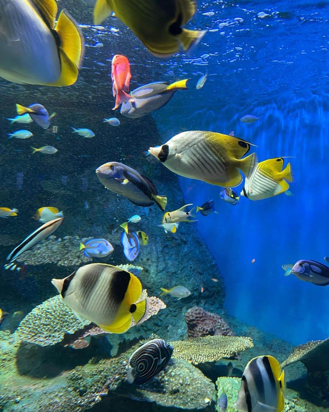 板橋よしえのインスタグラム：「. 娘とひさしぶりにしながわ水族館へ🐧🐬🐠🐟 娘が10ヶ月のときに一緒に行ったぶり！ (5枚目が当時の写真。娘ちっちゃいなあ～👶🏻) 首都圏で初めてイルカショー🐬をを楽しめる水族館として作られたしながわ水族館。老朽化に伴い2027年に施設リニューアルを行うそう！そしてリニューアルを機にイルカショーは終了してしまうそうです～🥲💦 のんびり見れて、丁寧な展示が魅力のしながわ水族館。 リニューアル前にまた遊びに行こうと思います！   #しながわ水族館」