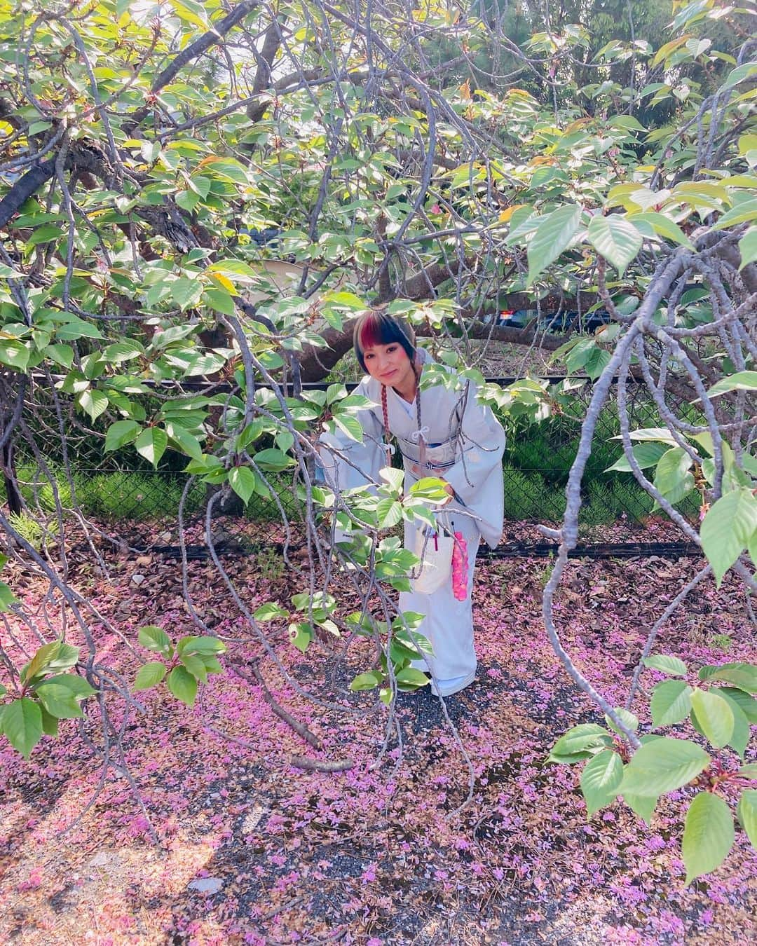 荒木桃園さんのインスタグラム写真 - (荒木桃園Instagram)「サクランボ🍒 🌳木の中✨✨✨✨✨  昨日、無事に熊本に帰り今日から桃にも出勤致します🍑✨✨✨ 今日は一粒万倍日⭐️ どなたに最初にお会いできるか楽しみです💫💫💫💫💫💫  #サクランボ #薬師寺」4月24日 15時26分 - araki_toen