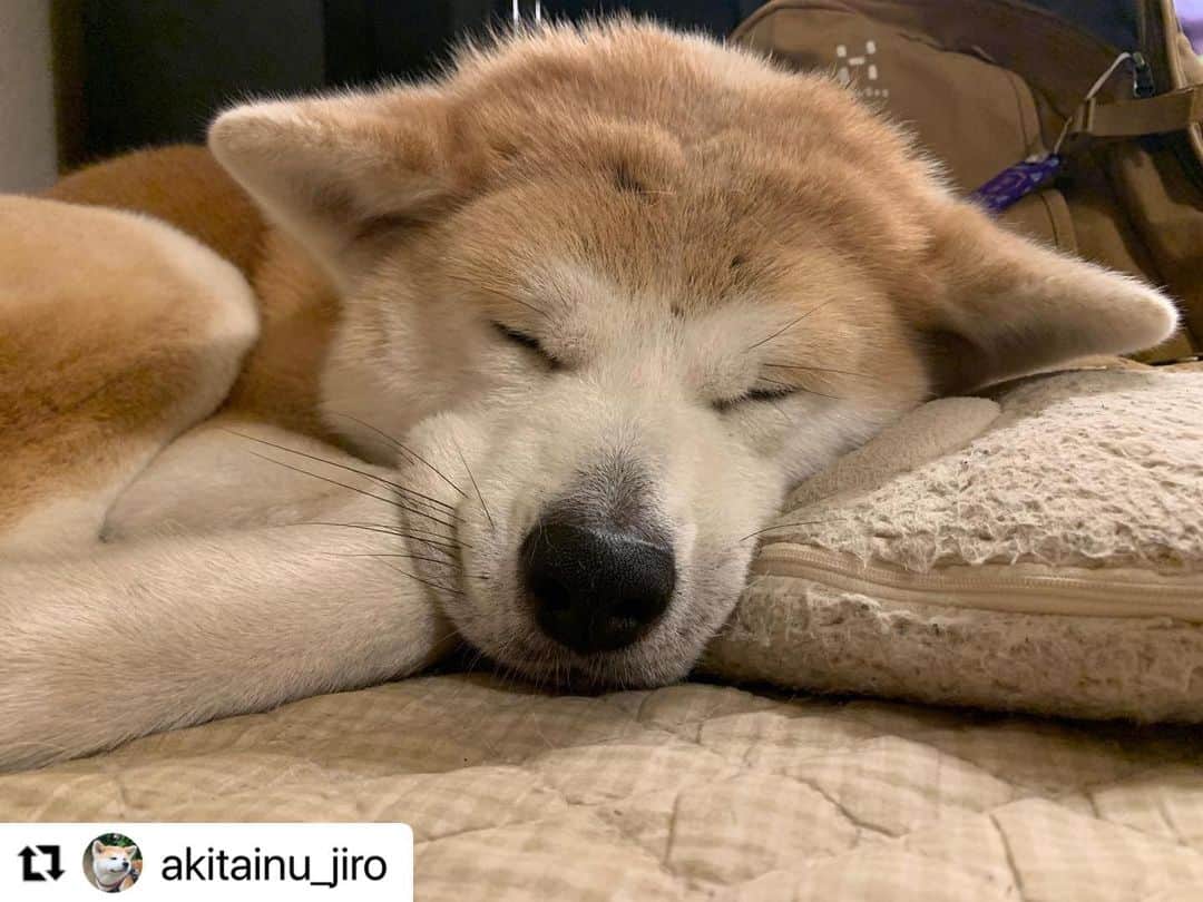 のインスタグラム：「#Repost @akitainu_jiro さんのジロウくん。  癒しの寝顔❤️  旅行にいっていっぱい遊んでぐっすり😴  ハッシュタグ #いぬのきもち #ねこのきもち に投稿いただいた可愛い写真をご紹介しています！ 「いぬのきもちWEB　MAGAZINE」、「ねこのきもちWEB MAGAZINE」でもご紹介させていただくことも！  -------------------  .  #いぬ #いぬすたぐらむ #いぬのいる暮らし #いぬのきもち #いぬ好き #犬 #犬好きさんと繋がりたい #犬のいる生活 #犬と暮らす #犬好き #dog #dogsofinstagram #dogstagram  #秋田犬」