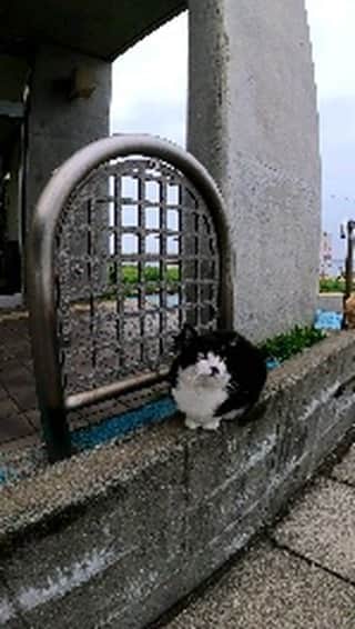感動猫動画のインスタグラム：「フェリー乗り場が面白い  #猫島 #野良猫 #自由猫 #外猫 #Cat #猫  #ぬこ #子猫 #kitten #catisland」