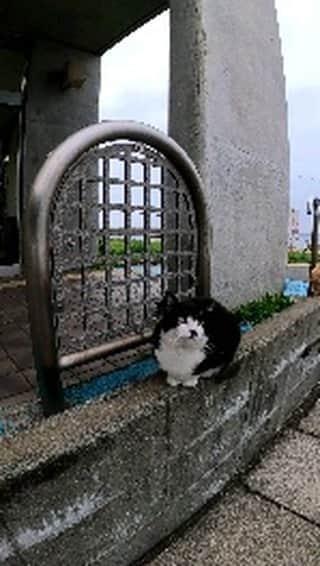 感動猫動画のインスタグラム