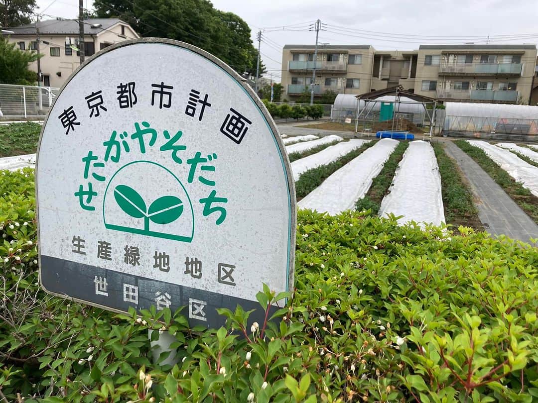 小谷あゆみのインスタグラム：「土曜は種まき、苗の植え付けでした 世田谷体験農園 夏野菜はじむるよーー」