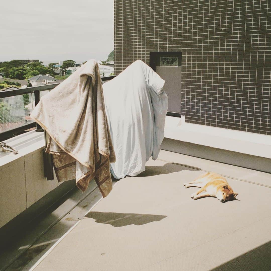 KIKIのインスタグラム：「日曜日 おばけみたいなのと寝ていた #椿王丸 #leicampfilm」
