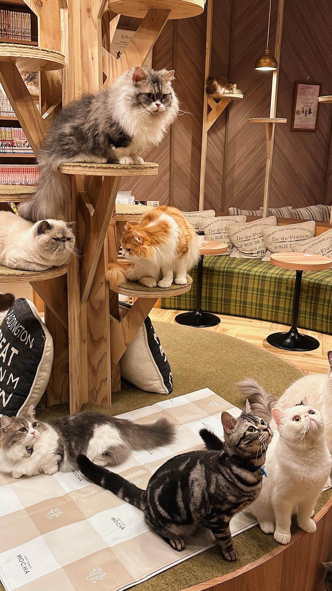 Alexa Ilacadのインスタグラム：「I almost died of cuteness!! 😭♥️ It’s always a must for me to visit cat cafes when in Japan. This is absolute heaven on earth for me. KAWAIIIII!! 😻 The cats have got to clue na pinagkakakitaan sila ng malaki! 😂 #travel #japan #visitjapanjp #catcafe」