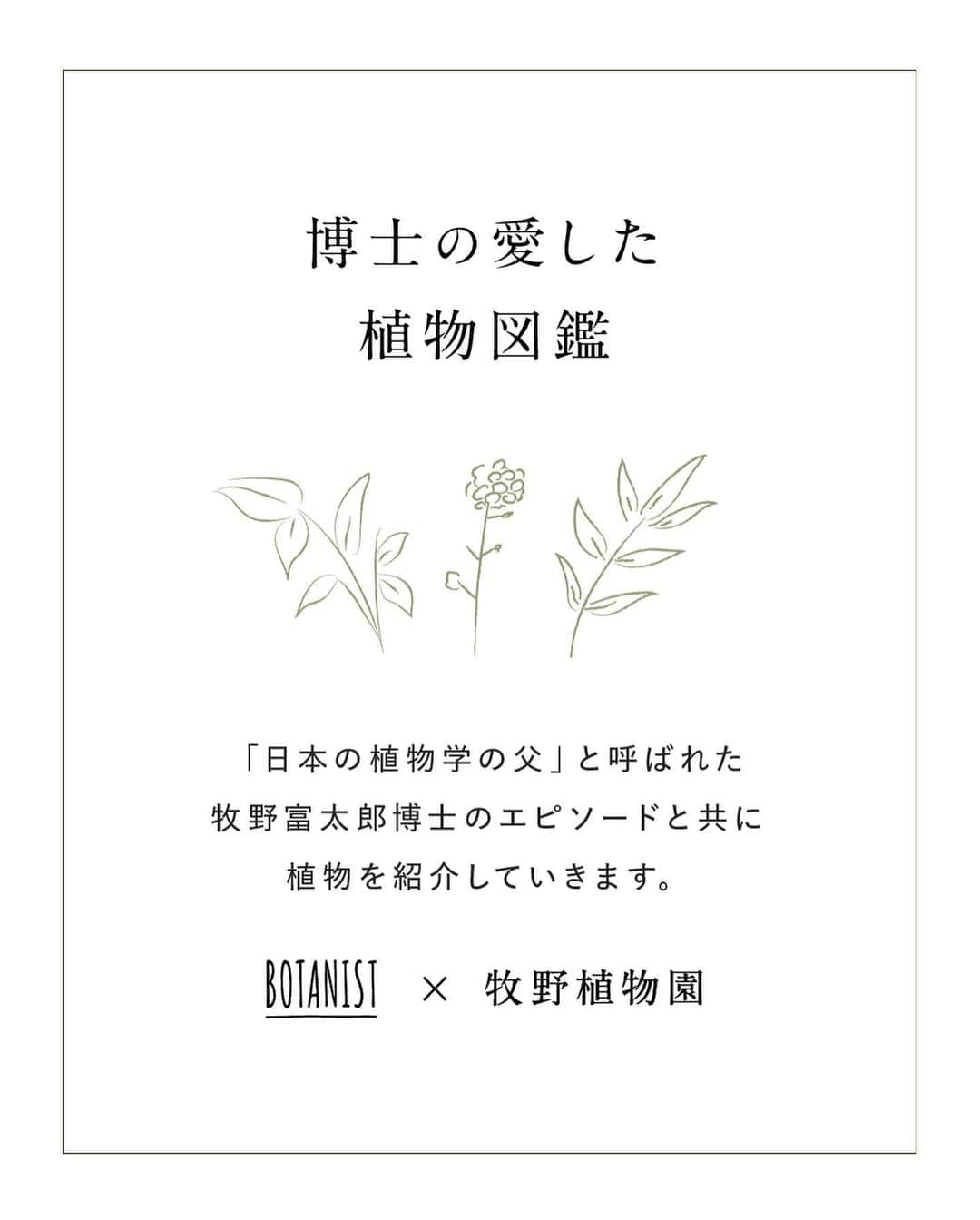 botanist officialさんのインスタグラム写真 - (botanist officialInstagram)「4/24は #植物学の日 🌿 どうして『植物学の日』なのかご存知ですか？  それは「日本の植物学の父」と呼ばれている植物博士である、牧野富太郎博士が生まれた日だからです💡 今やドラマにも取り上げられる程、日本の植物学の歴史に大きな功績を残してくれました。  果たして、どんな功績なのか？続きは、画像をスワイプしてご確認ください💡​  これから #博士の愛した植物図鑑 として​、牧野植物園 × BOTANISTによる、植物図鑑を配信して参ります。 是非、お楽しみください♪  #BOTANISTx牧野植物園 #BOTANIST #ボタニスト #botanicalbeauty」4月24日 17時23分 - botanist_official