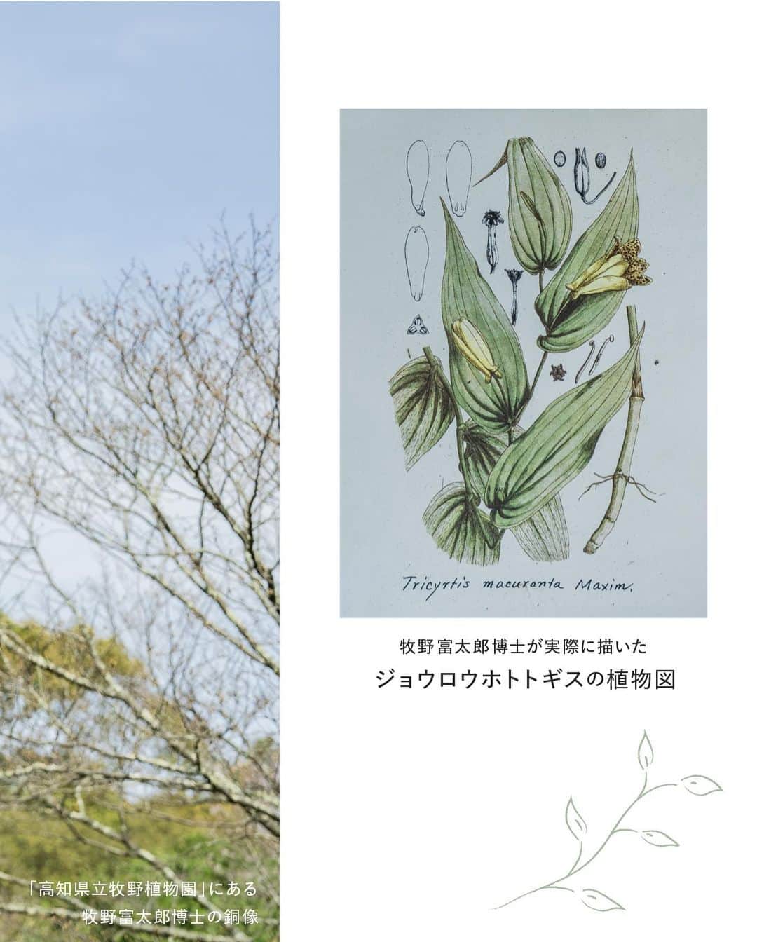 botanist officialさんのインスタグラム写真 - (botanist officialInstagram)「4/24は #植物学の日 🌿 どうして『植物学の日』なのかご存知ですか？  それは「日本の植物学の父」と呼ばれている植物博士である、牧野富太郎博士が生まれた日だからです💡 今やドラマにも取り上げられる程、日本の植物学の歴史に大きな功績を残してくれました。  果たして、どんな功績なのか？続きは、画像をスワイプしてご確認ください💡​  これから #博士の愛した植物図鑑 として​、牧野植物園 × BOTANISTによる、植物図鑑を配信して参ります。 是非、お楽しみください♪  #BOTANISTx牧野植物園 #BOTANIST #ボタニスト #botanicalbeauty」4月24日 17時23分 - botanist_official