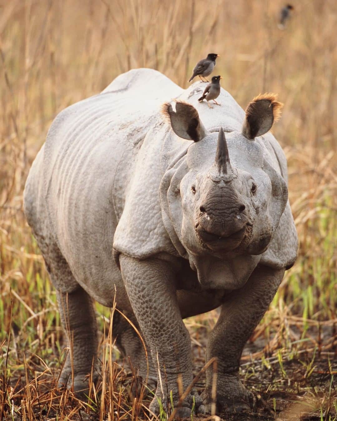 アニマルプラネットさんのインスタグラム写真 - (アニマルプラネットInstagram)「An Indian rhinoceros with friendly oxpeckers on their back 🦏  These animals have a symbiotic relationship! The birds eat insects and ticks that irritate the rhinos, benefitting both animals.    Photographed by James Warwick  #Wildlife #FunFact #Endangered #Animals」4月24日 23時13分 - animalplanet