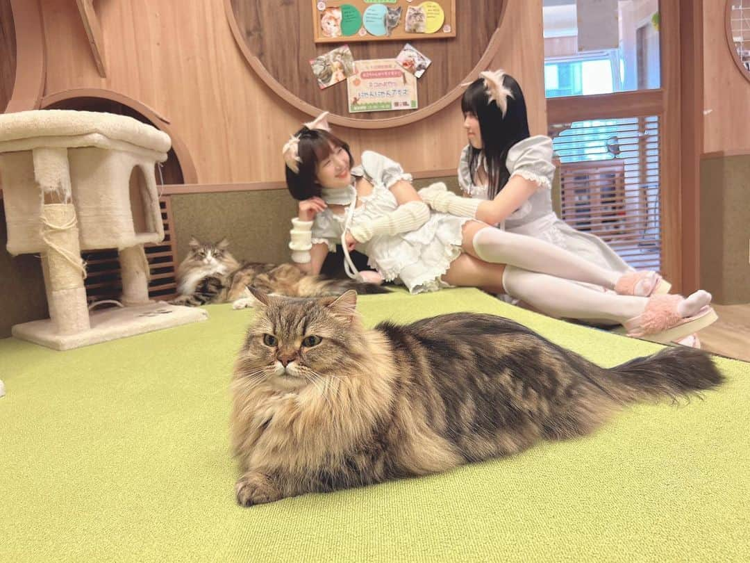 むぎのインスタグラム：「日曜日、#うーむぎ　in僕と猫。ありがとございました♪」