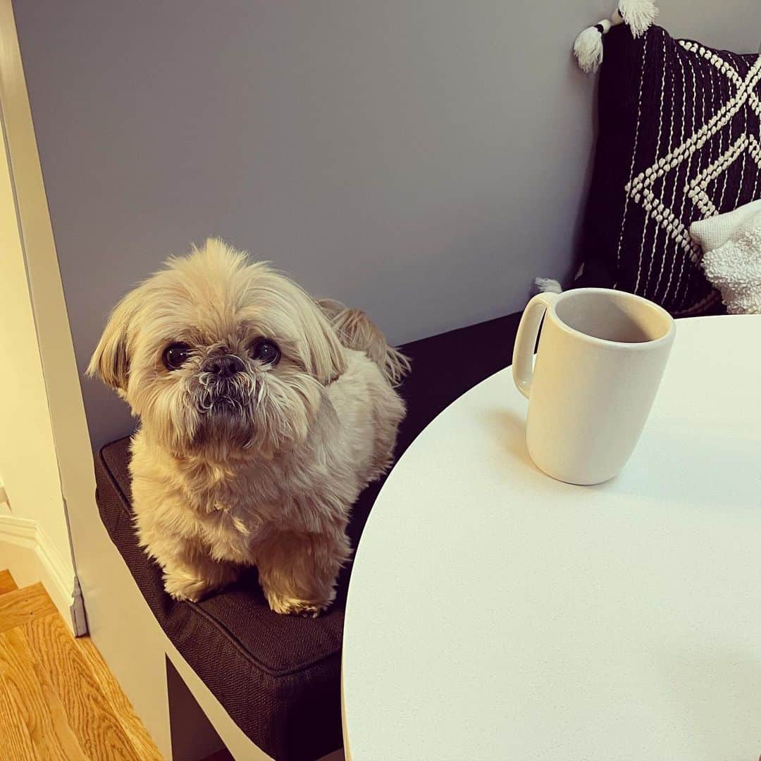 Dougie the Shih Tzuのインスタグラム：「Happy Monday to those who celebrate.」