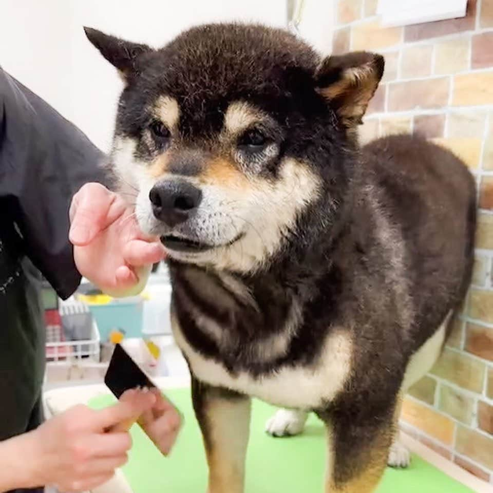 BlackRed shibasさんのインスタグラム写真 - (BlackRed shibasInstagram)「Shampoo day. Adorable！Yamato💖 . やまと 我が家に来て初シャンプー トリマーさん ありがとうございました〜 . . .  #2023yamato #柴犬 #shiba #shibainu #dog #rescuedog #rupinasu卒業犬 #rupinasu  #黒柴犬 #cute #元保護犬 #rescuedogs #japan #japandog #元保護犬今は過保護 #lovely #cute #cutestdog」4月24日 23時07分 - black_red_jp