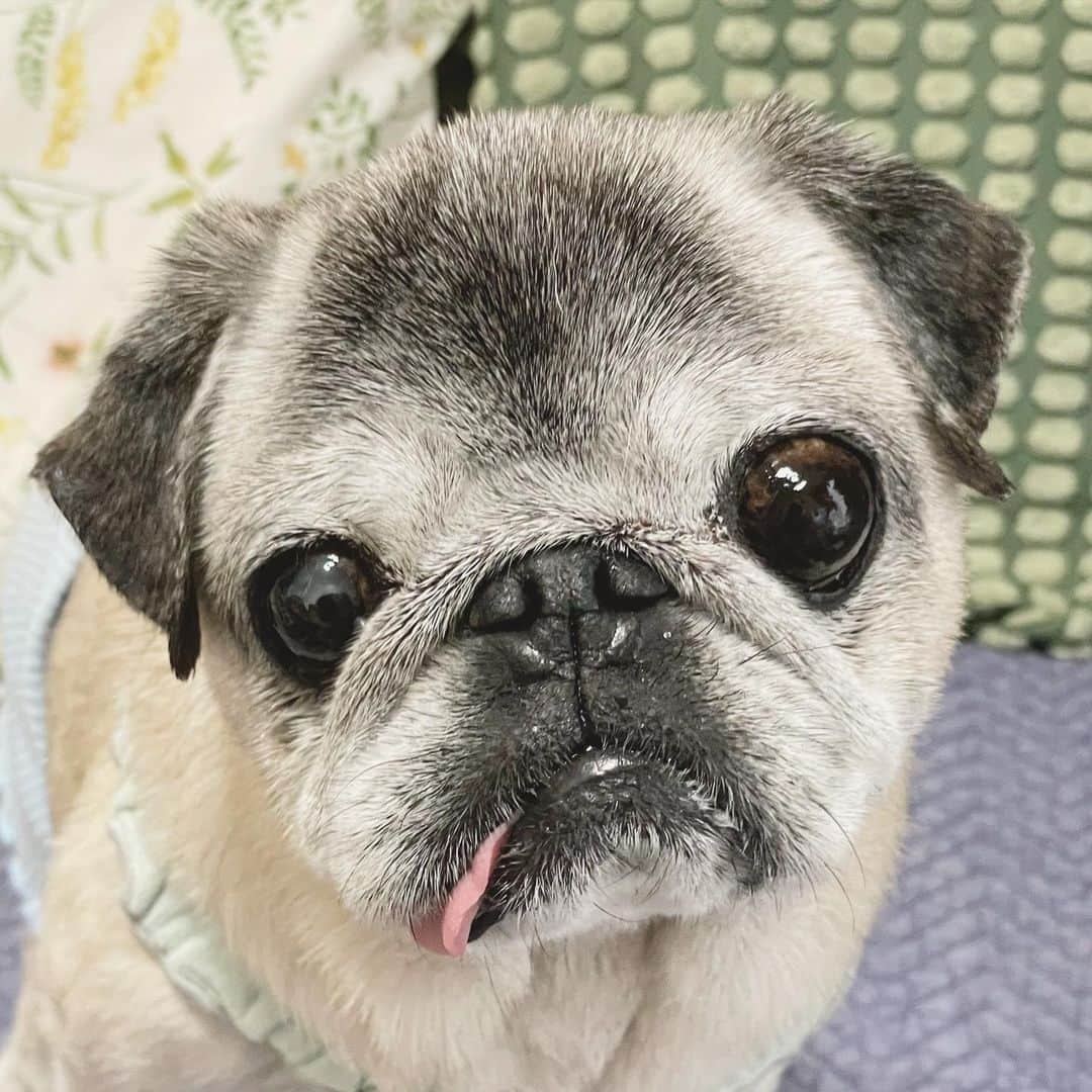 八兵衛のインスタグラム：「Hachibei☺️ Apr21,2023 * *   #ほぼ黒パグ #おじいちゃん犬 #16歳7か月  #pug #puggy #puglife #puglove #petstagram #pugstagram #pugsofinstagram #pugs #dog #八兵衛 #はちべえ」