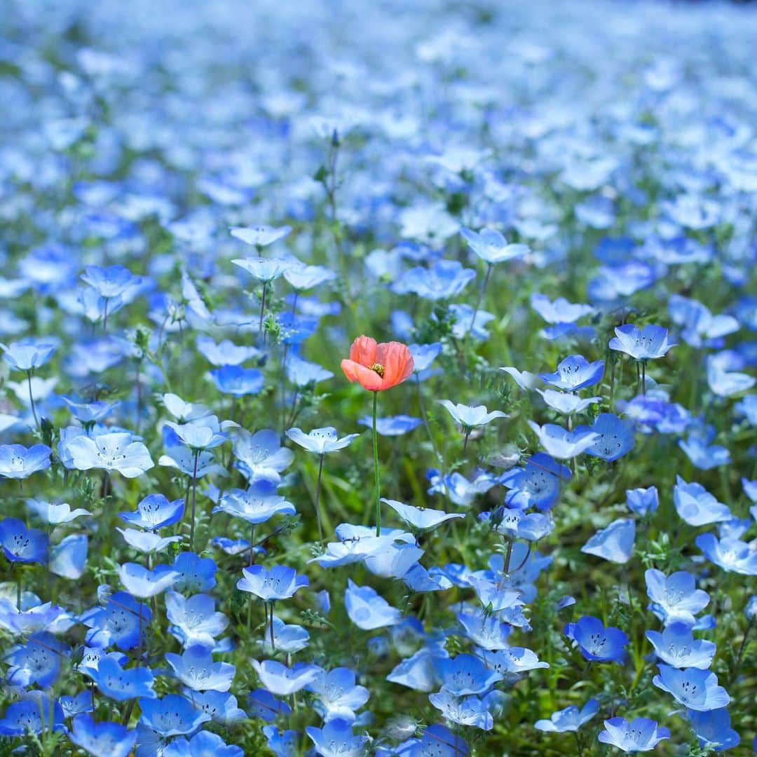 harumiのインスタグラム：「a popy in the nemophila garden  💠💠💠💠💠💠💠 💠💠💠💠💠💠💠 💠💠💠🌺💠💠💠 💠💠💠💠💠💠💠 💠💠💠💠💠💠💠  ネモフィラの中にポツンとポピー  #ネモフィラとポピー」