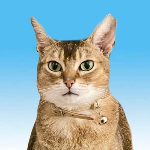 南彩夏さんのインスタグラム写真 - (南彩夏Instagram)「流行りのペット証明写真 うちのケン様で作ってみた😂❤️ ジワるからスワイプしてみてね→→→  #ペット証明写真　#tiktok #アビシニアン　#猫のいる暮らし #ねこすたぐらむ #catstagram #catlife」4月24日 17時58分 - ayakaminami3