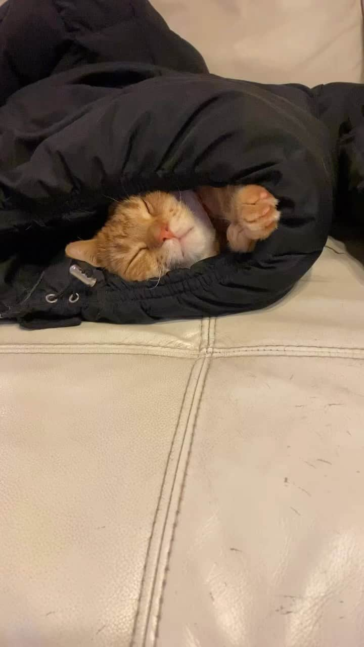 茶太郎 & きなこのインスタグラム：「ぬくぬくしてるにゃ😽💤 Chataro relaxes in his down jacket😽💤 #もうダウンは暑くて出て来たにゃ #お兄ちゃんもう春にゃりよ #マンチカン#猫#munchkin #cat#catstagram#ねこ#茶トラ#短足#9gag#cats_of_instagram#catlover#catsofinstagram#bestcats_oftheworld#cutecatsofinstagram#instacat#instacatsgram#catinstagram#cat_features#meow#cutecats#instacats#instacat_meows#instagramcats#cutecat」