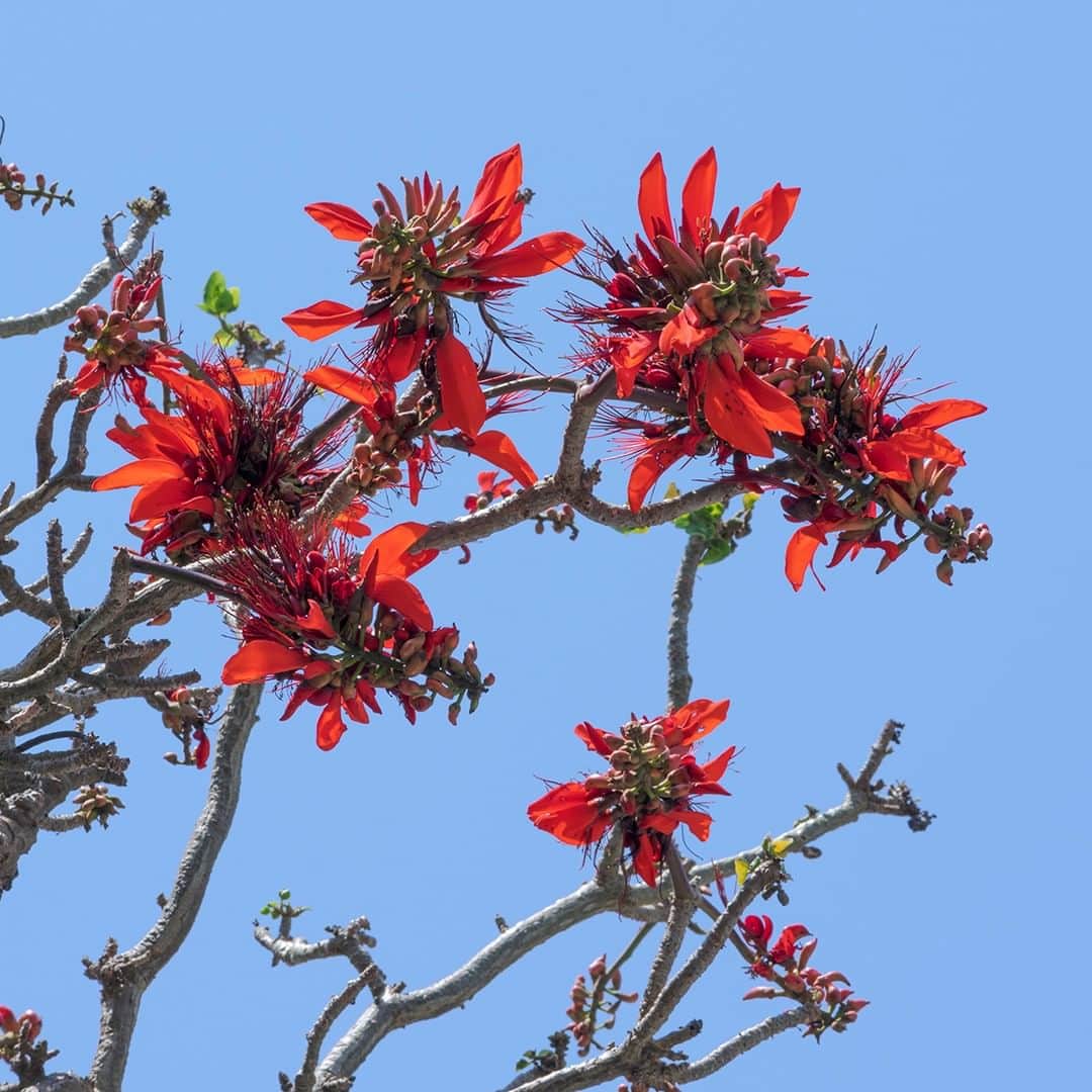 ホテルムーンビーチさんのインスタグラム写真 - (ホテルムーンビーチInstagram)「今日4月24日、パーキングエリアに咲くデイゴ。 最近元気がなかったデイゴの木にようやく花が咲きました。 花が多いと台風の当たり年などと言われていますが、果たして今年は・・？ Erythrina variegata April 24,2023   #ザムーンビーチミュージアムリゾート #ムーンビーチ #リゾート #沖縄 #沖縄観光 #沖縄ビーチ #沖縄旅行 #恩納村 #沖縄好き #沖縄好きな人と繋がりたい #旅行好きな人と繋がりたい #リゾート好きな人と繋がりたい #旅行 #japan #okinawa #themoonbeachmuseumresort #okinawabeach #okinawatrip #onnason #visitjapanjp #hotelmoonbeach #moonbeach」4月24日 18時20分 - themoonbeachmuseumresort