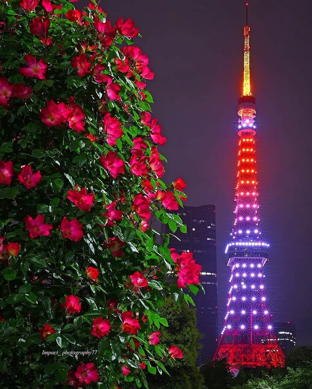 東京タワーさんのインスタグラム写真 - (東京タワーInstagram)「. 先週の土曜日、4月22日は 東京タワー創業者「前田久吉」 （1893年【明治26年】4月22日 生まれ）の 誕生日を記念して、 スペシャルライトアップを点灯しました✨   このInstagramを運用していても 東京タワーに対する皆様の愛を感じますが、   そんな皆様のお気持ちに 前田久吉も喜んでいるのではないかと思います😊   改めまして 皆様、ありがとうございます！   本日は、Your Tokyo Tower🗼から @impact_photography77 さんのお写真をご紹介！   誕生日のお祝いに、花も添えてくれた 素敵なお写真！   ありがとうございました😊  --------------------------------  【 お知らせ 】  本日、月曜日20時〜22時は インフィニティ・ダイヤモンドヴェールの レギュラーライトアップ✨   4月の色は、新緑色（Fresh Green）です🌱  --------------------------------  #東京タワー #東京タワー🗼  #tokyotower  #tokyotower🗼」4月24日 18時22分 - tokyotower_official