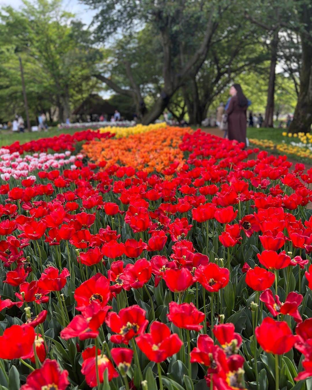 ちとせよしのさんのインスタグラム写真 - (ちとせよしのInstagram)「載せてなかったの🙆🏻‍♀️🌷 なんか最近暑かったり寒かったりで大変ですな…(•ᴗ•; ) 季節の変わり目！体調には気をつけてこうね💪🏻♡  #国営昭和記念公園 #昭和記念公園 #チューリップ畑 #セットアップ #niceclaup」4月24日 18時33分 - chitose_yoshino