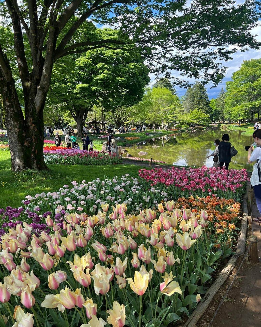 ちとせよしのさんのインスタグラム写真 - (ちとせよしのInstagram)「載せてなかったの🙆🏻‍♀️🌷 なんか最近暑かったり寒かったりで大変ですな…(•ᴗ•; ) 季節の変わり目！体調には気をつけてこうね💪🏻♡  #国営昭和記念公園 #昭和記念公園 #チューリップ畑 #セットアップ #niceclaup」4月24日 18時33分 - chitose_yoshino